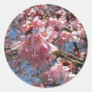 Pegatina Redonda Flores de cerezo y de primavera rosada de abeja
