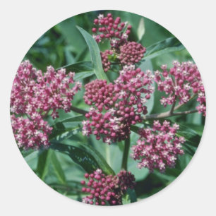 Pegatina Redonda Flores de cigalas rosadas (Asclepias Incarnata)