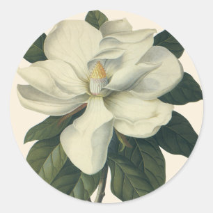 Pegatina Redonda Flores de flor de Magnolia blanca floreciente