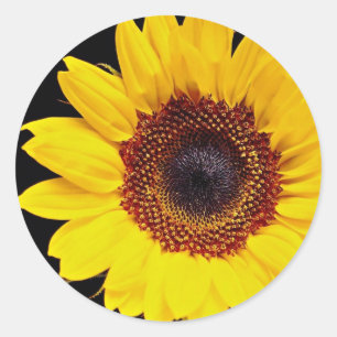 Pegatina Redonda Flores de girasol amarillas