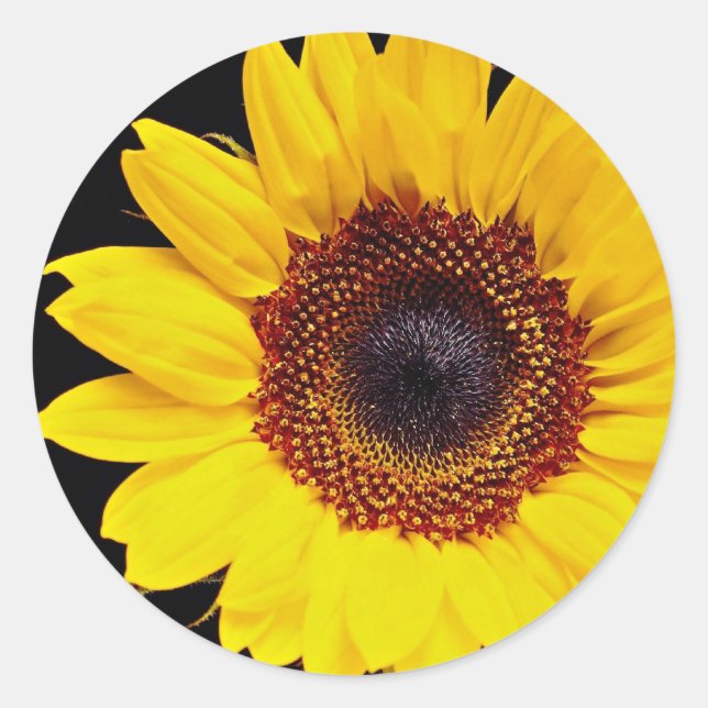 Pegatina Redonda Flores de girasol amarillas (Anverso)