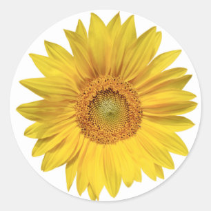 Pegatina Redonda Flores de Girasol Amarillo - Amor, Hola,