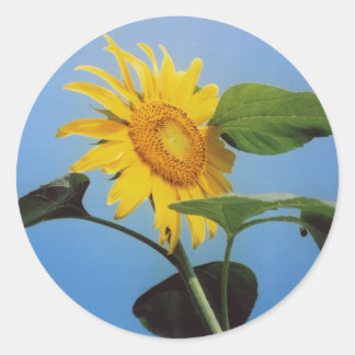 Pegatina Redonda Flores de girasol amarillo vibrantes en el cielo a