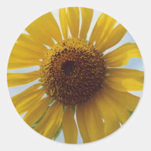 Pegatina Redonda Flores de girasol amarillo vibrantes en el cielo a