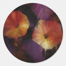 Flores de gloria matutina