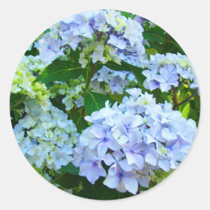 Pegatina Redonda Flores de Hortensia Azul Jardín Verano stickers