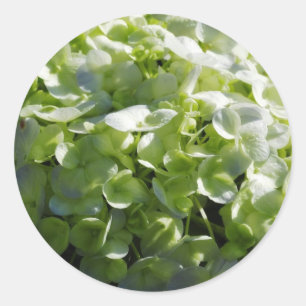 Pegatina Redonda Flores de Hydrangeas Verdes