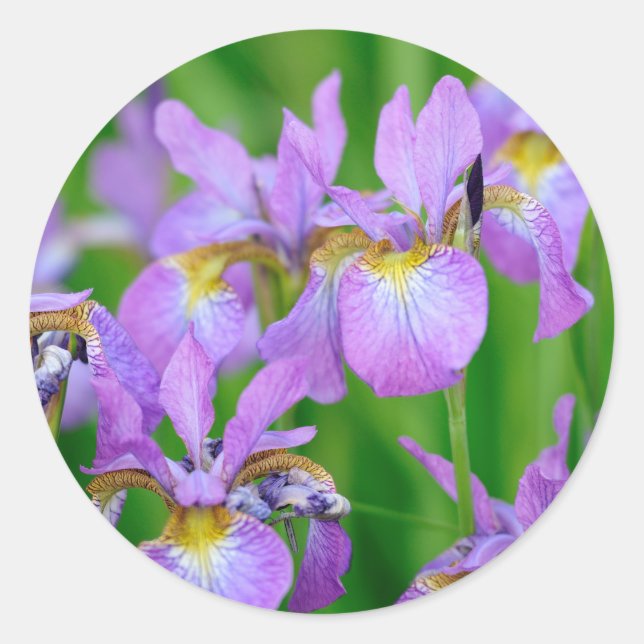 Pegatina Redonda Flores de iris violetas que florecen (Anverso)