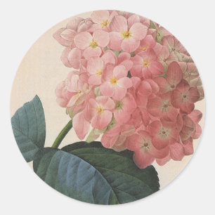 Pegatina Redonda Flores de jardín vintage, Hortensia Hydrangea rosa