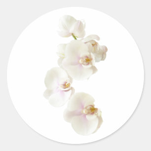 Pegatina Redonda Flores de la orquídea