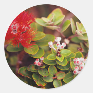 Pegatina Redonda Flores de Lehua en volcanes de Hawaii