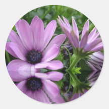 flores de margarita morada