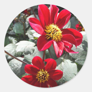 Pegatina Redonda flores de margarita rosada roja / margarita