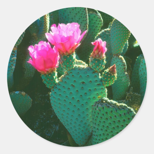 Pegatina Redonda Flores de Opuntia basilaris (Anverso)