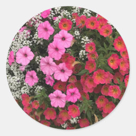 Pegatina Redonda Flores de Petunia Rosadas Primavera