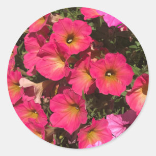 Pegatina Redonda Flores de Petunia Rosadas Primavera