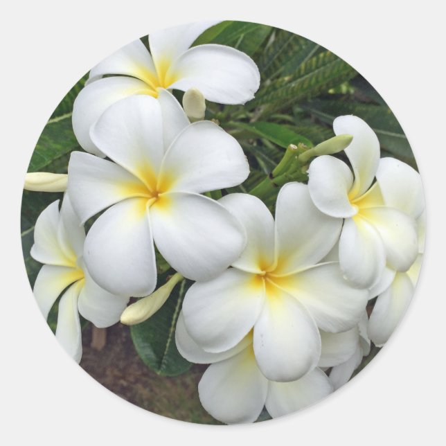 Pegatina Redonda Flores de plumeria de Hawái (Anverso)