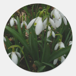 Pegatina Redonda Flores de Primavera Blanca (Galanthus)
