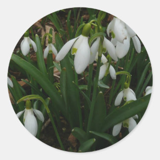 Pegatina Redonda Flores de Primavera Blanca (Galanthus)