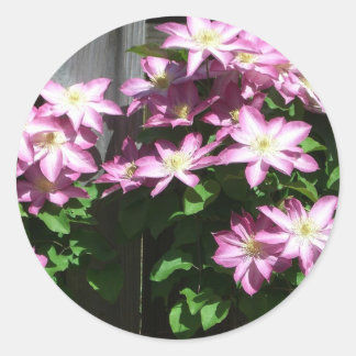 Pegatina Redonda Flores de primavera púrpura Clematis en escalada