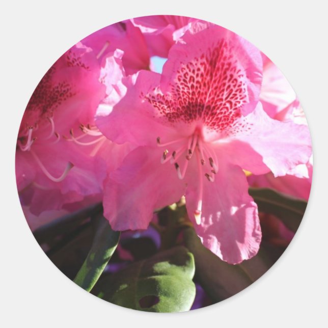 Pegatina Redonda flores de rododendro rosadas (Anverso)