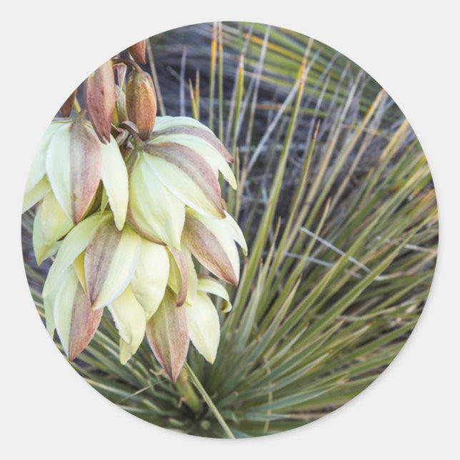 Pegatina Redonda Flores de Yucca en el Alto Missouri (Anverso)