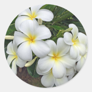 Pegatina Redonda Flores del Plumeria de Hawaii