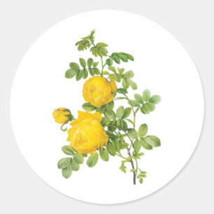 Pegatina Redonda Flores Florales Vintage, Rosas Amarillas por Redou