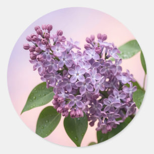 Pegatina Redonda Flores frescas de lila púrpura Floral de primavera