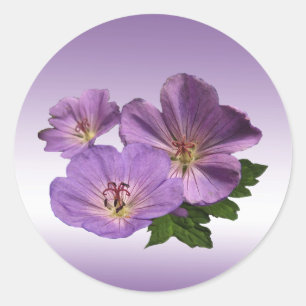 Pegatina Redonda Flores moradas de geranio
