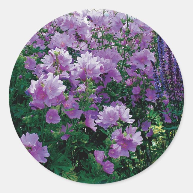 Pegatina Redonda Flores moradas de hisbiscus (Anverso)