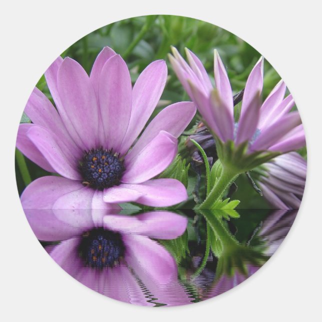 Pegatina Redonda flores moradas de margarita (Anverso)