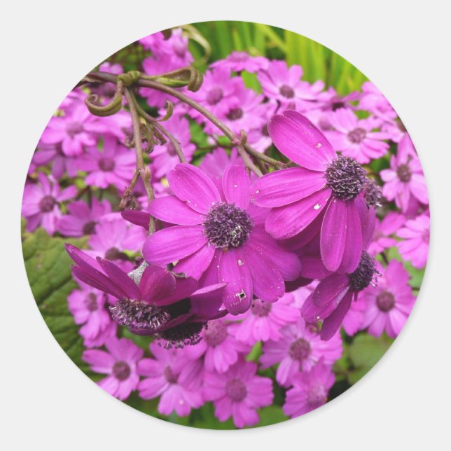 Pegatina Redonda Flores moradas de San Francisco (Anverso)