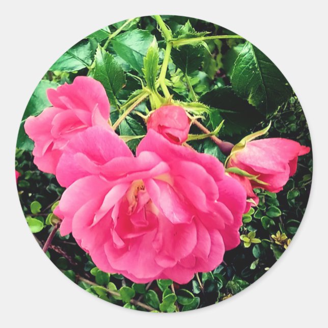 Pegatina Redonda Flores rosadas (Anverso)