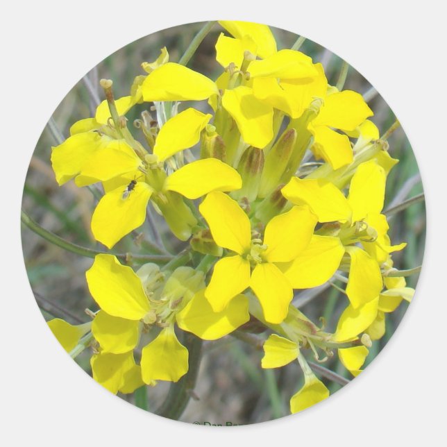 Pegatina Redonda Flores silvestres amarillas F14 (Anverso)