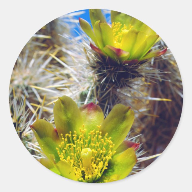 Pegatina Redonda Flores silvestres de cactus Cholla de plata (Anverso)