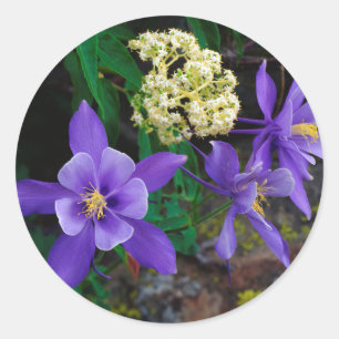 Pegatina Redonda Flores silvestres de columbina mutante