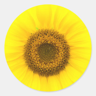 Pegatina Redonda Flores silvestres de girasol