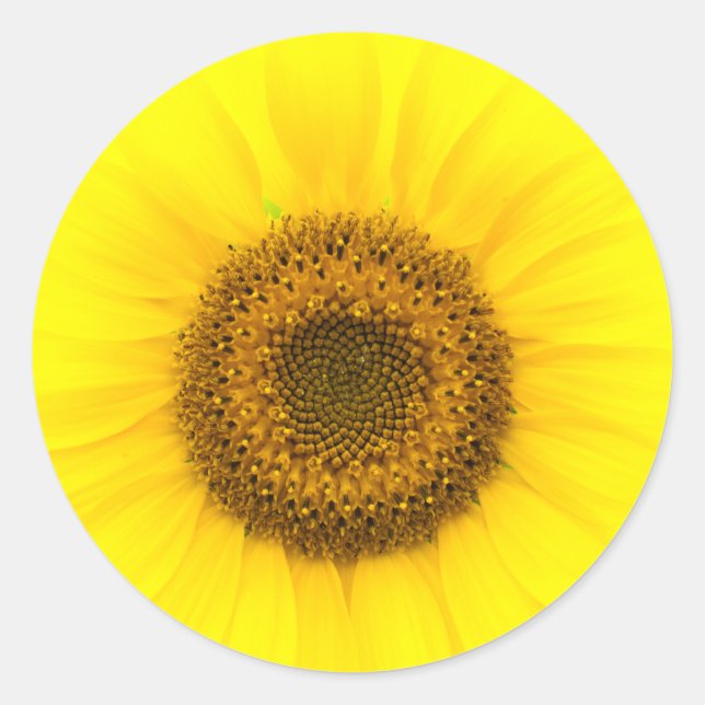 Pegatina Redonda Flores silvestres de girasol (Anverso)
