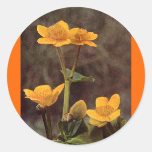 Pegatina Redonda Flores silvestres: Marsh Marigold