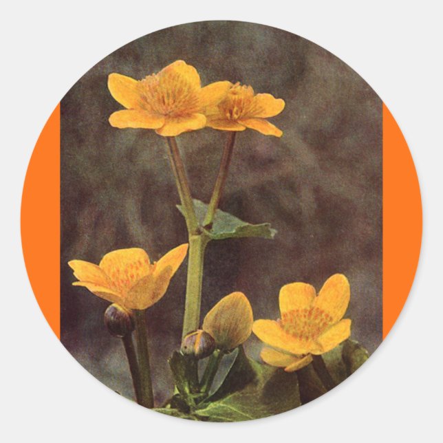 Pegatina Redonda Flores silvestres: Marsh Marigold (Anverso)