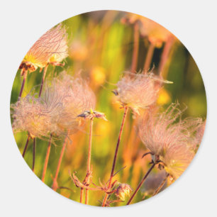 Pegatina Redonda Flores Silvestres Prairie Smoke en Aspen Grove