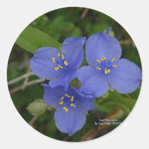 Pegatina Redonda Flores Silvestres Tradescantia de Hot Springs AR R