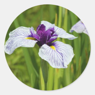 Pegatina Redonda Flores Thunb japonesas Iris Ensata