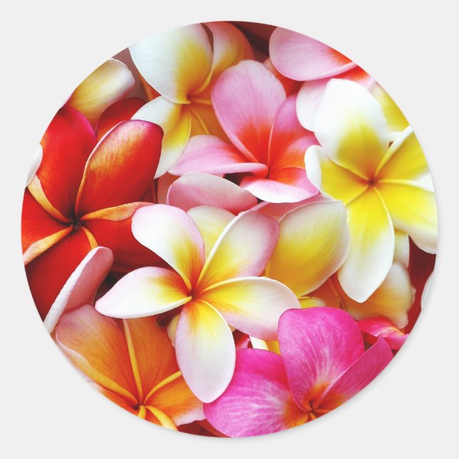 Pegatina Redonda Flower Hawaii Personalizada Plumeria Frangipani (Anverso)