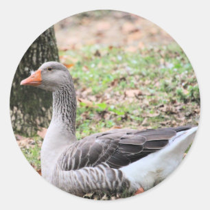 Pegatina Redonda Fluctuación