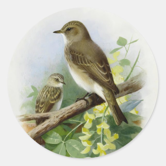 Pegatina Redonda Flycatchers, Ilustracion de arte (Anverso)