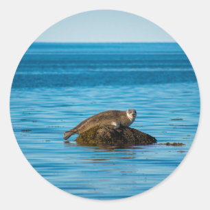 Pegatina Redonda Foca de puerto Atlántico
