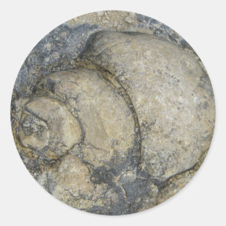 Pegatina Redonda Fósil