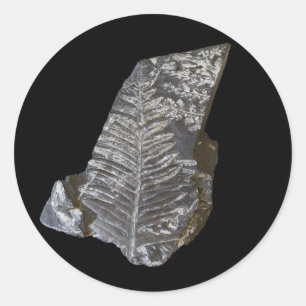 Pegatina Redonda Fossiliado Fern Leaves foto en negro